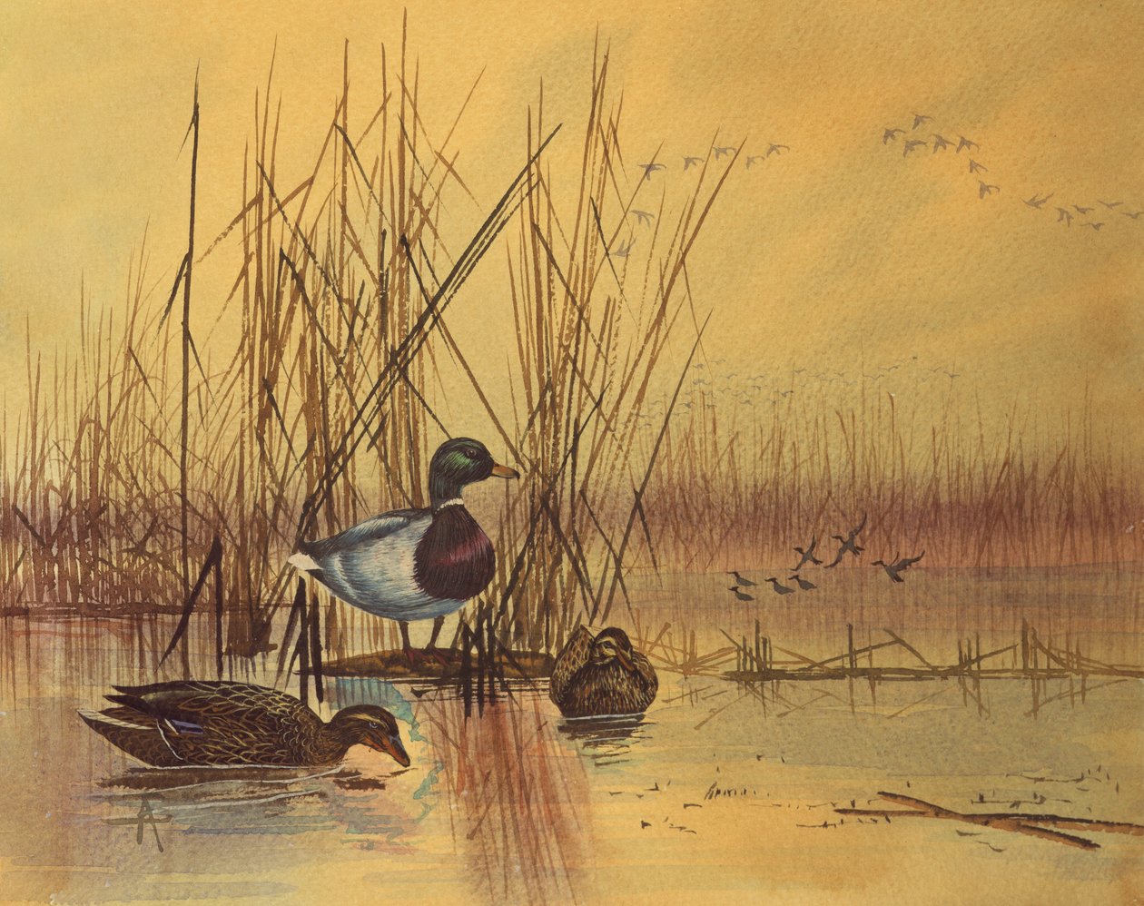 Tőkés récék a tóban, 1890 körül (wc papíron) alkotó: English School