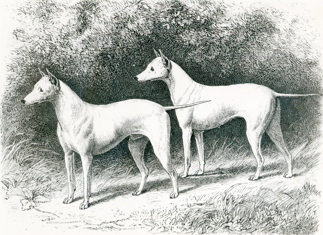 Mr. Vero Shaw fehér angol terrier 