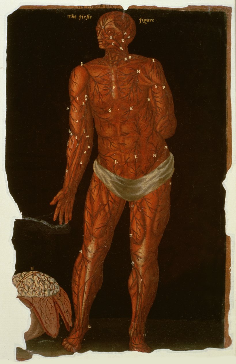 Ms Hunter 364 XI. táblázat Boncolás, az anatómiai táblázatokból, John Banister (1540-1610) (olaj barna papíron) alkotó: English School