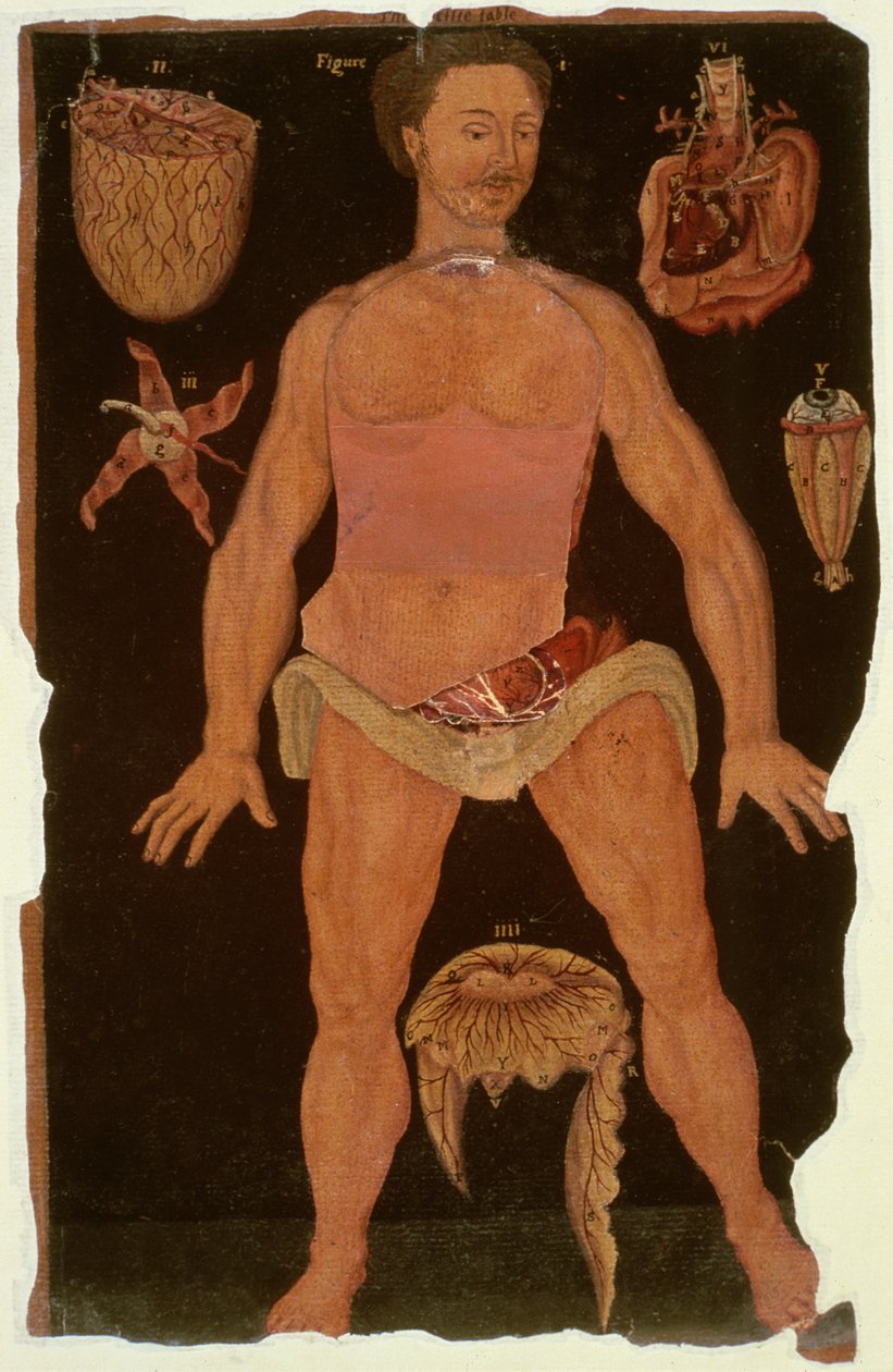 Ms Hunter 364 XII. táblázat Boncolás (zárt állapotban) az anatómiai táblázatokból, John Banister (1540-1610) (olaj barna papíron) alkotó: English School