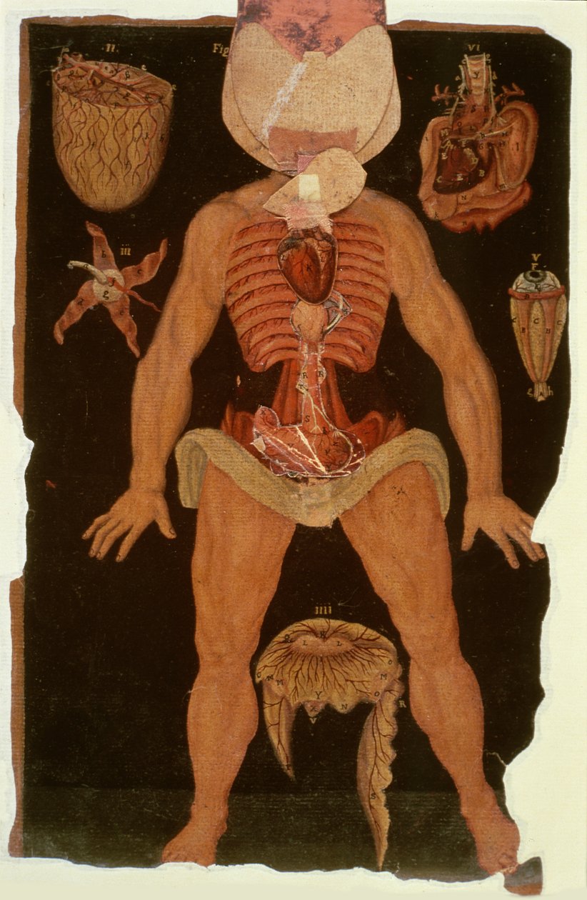 Ms Hunter 364 XII. táblázat Boncolás (nyitott állapotban) az anatómiai táblázatokból, John Banister (1540-1610) (olaj barna papíron) alkotó: English School