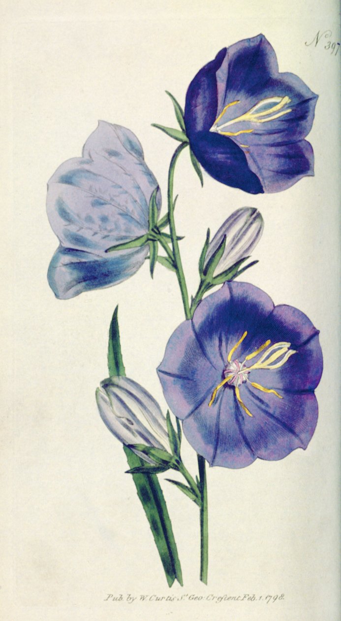 Őszibarack színű harangvirág vagy Campanula (Campanula persicifolia var. maxima), 397. tábla William Curtistől The Botanical Magazine (vagy Flower Garden Displayed), pub. 1792 alkotó: English School