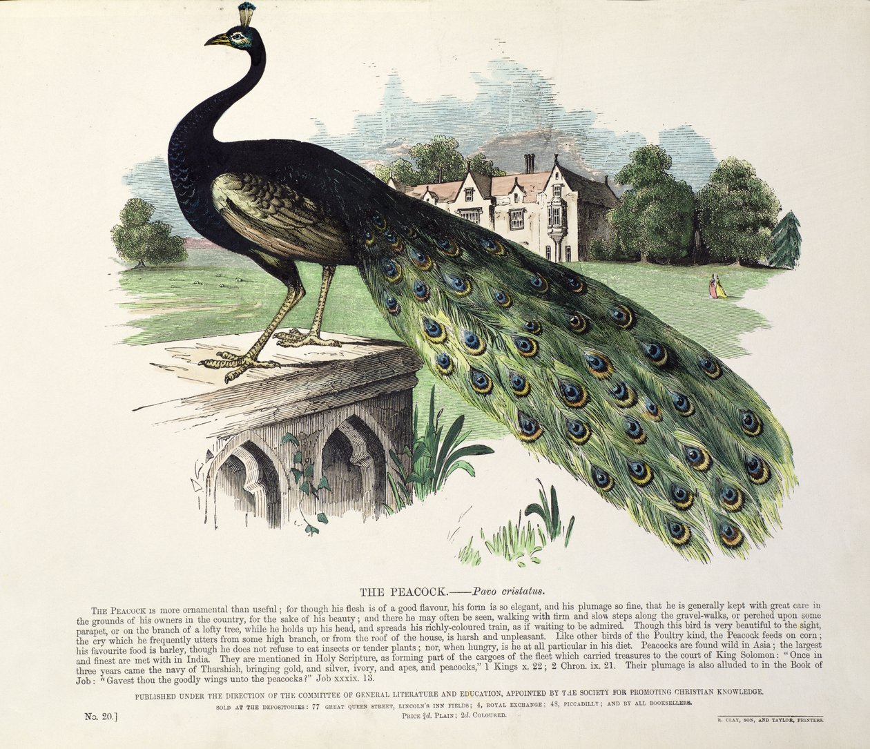 Páva (Pavo Cristatus) alkotó: English School