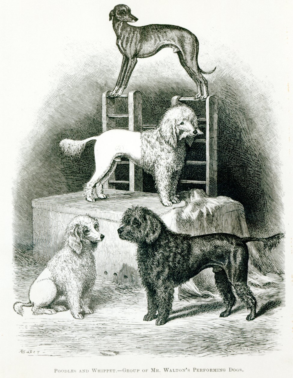 Pudles és whippet – Mr. Walton előadó kutyáinak csoportja alkotó: English School