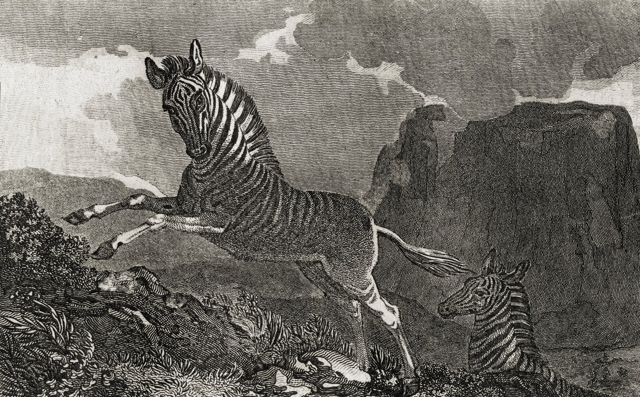 Quagga alkotó: English School