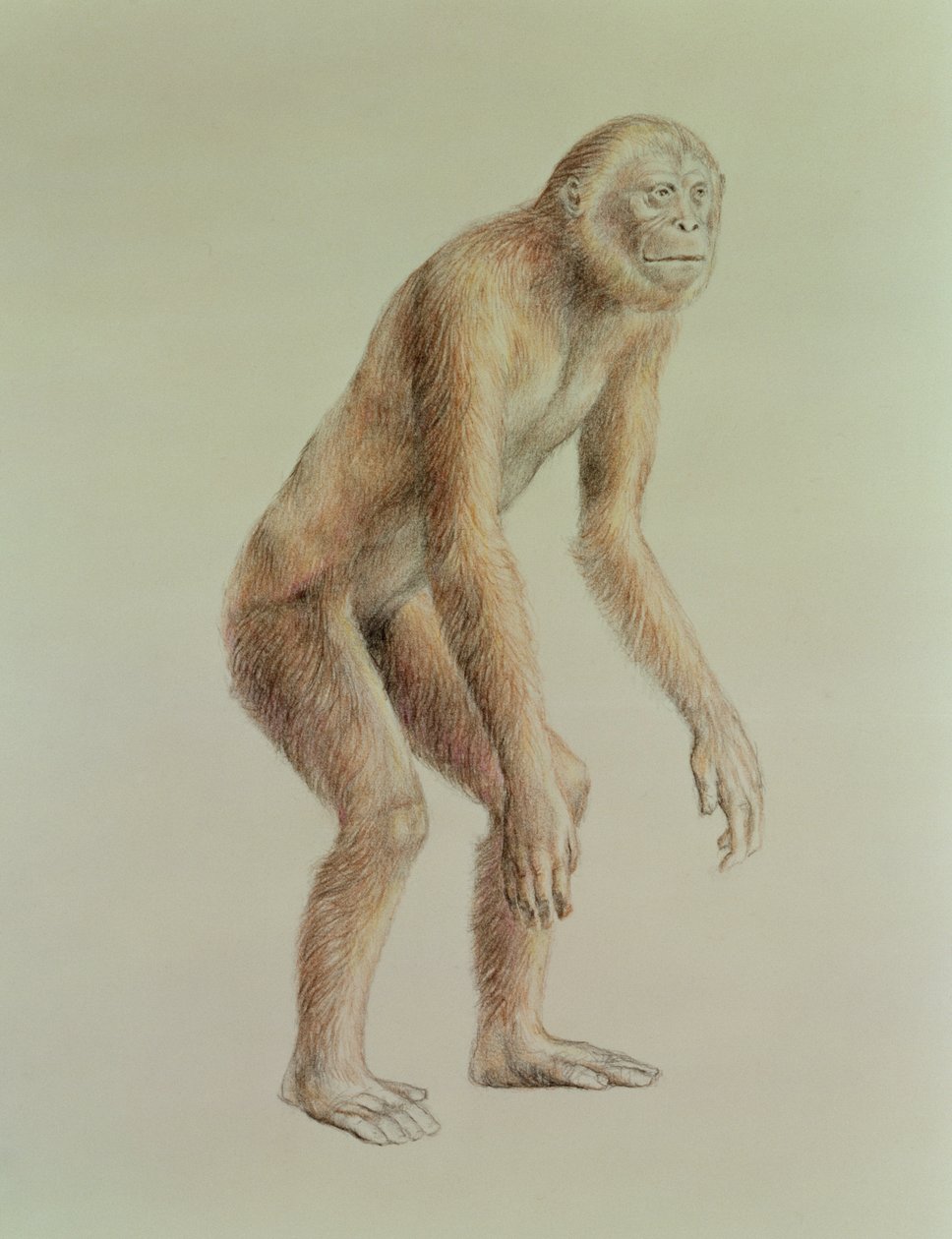 Ramapithecus alkotó: English School