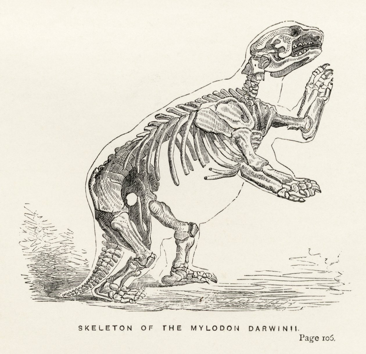 A Mylodon Darwinii csontváza, Charles Darwin (1809-82) „Journal of Researches” című művéből, amelyet Londonban adtak ki 1890-ben alkotó: English School