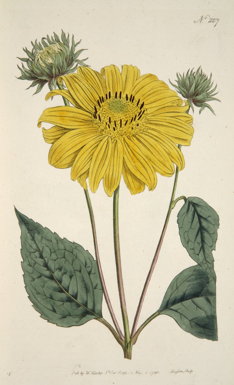 Napraforgó, a Botanikai Magazinból vagy a Virágoskertből Megjelenítve, kocsma. 1796 (kézzel színezett metszet) alkotó: English School