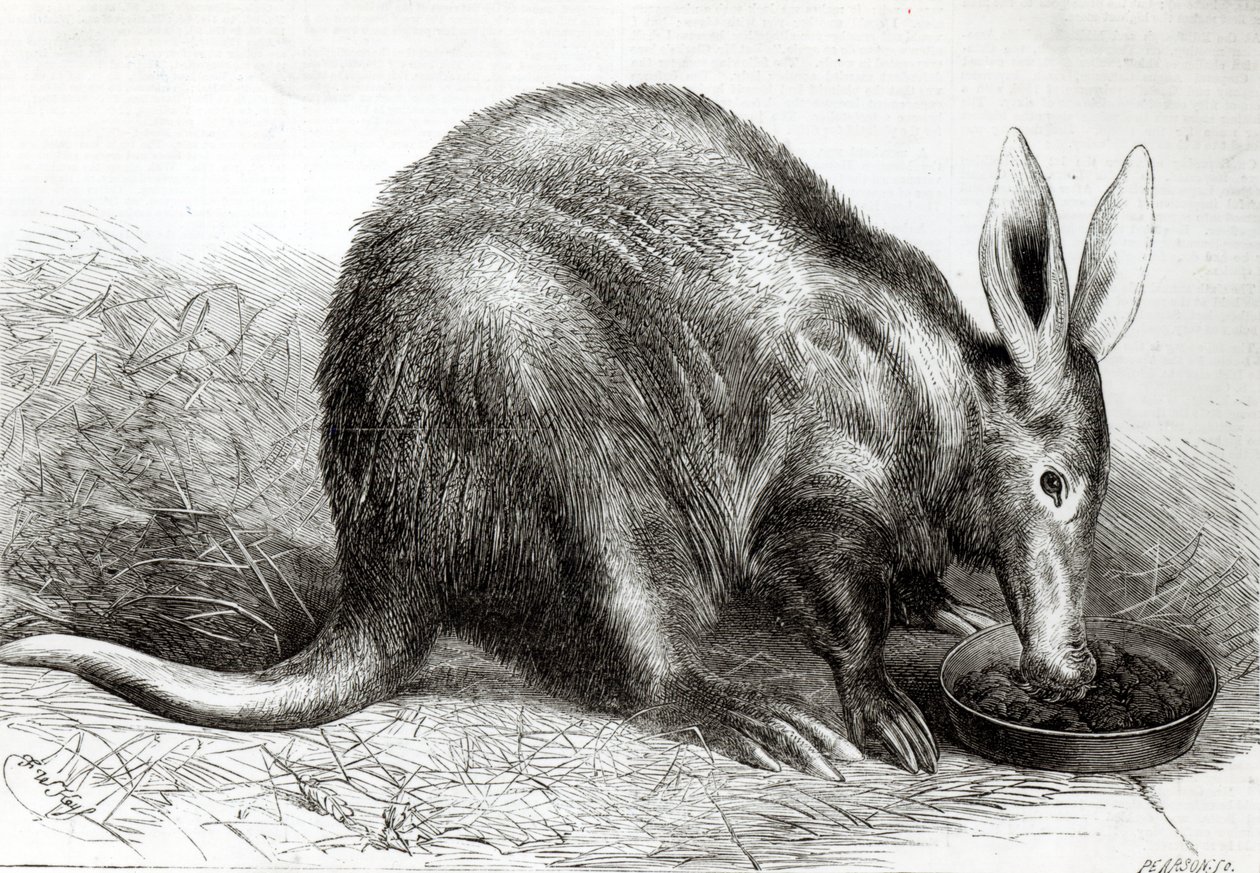 A Cape Ant-Eater a Zoological Society kertjében, a Regents Parkban, a „The Illustrated London News”-ból, Pearson metszetével, alkotó: English School