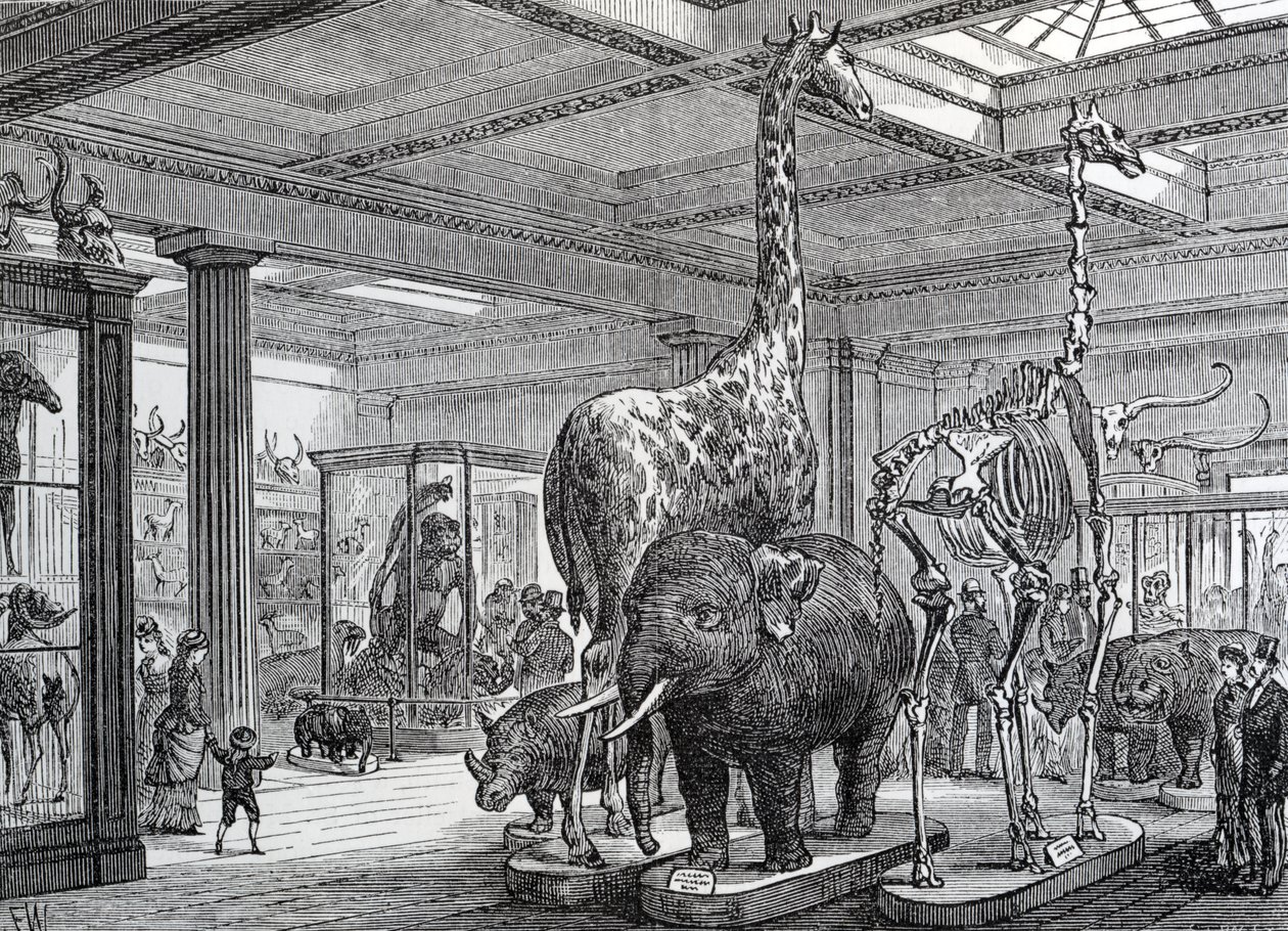 The Mammalia Saloon, illusztrációja Edward Walford „Old and New London” című művéből, 1878-ban jelent meg alkotó: English School