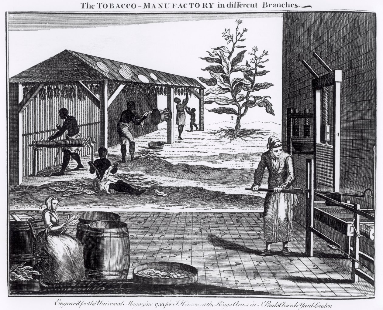 A Dohánymanufaktúra különböző ágakban, metszett a Universal Magazine számára, 1750 (lásd még: 126979) alkotó: English School