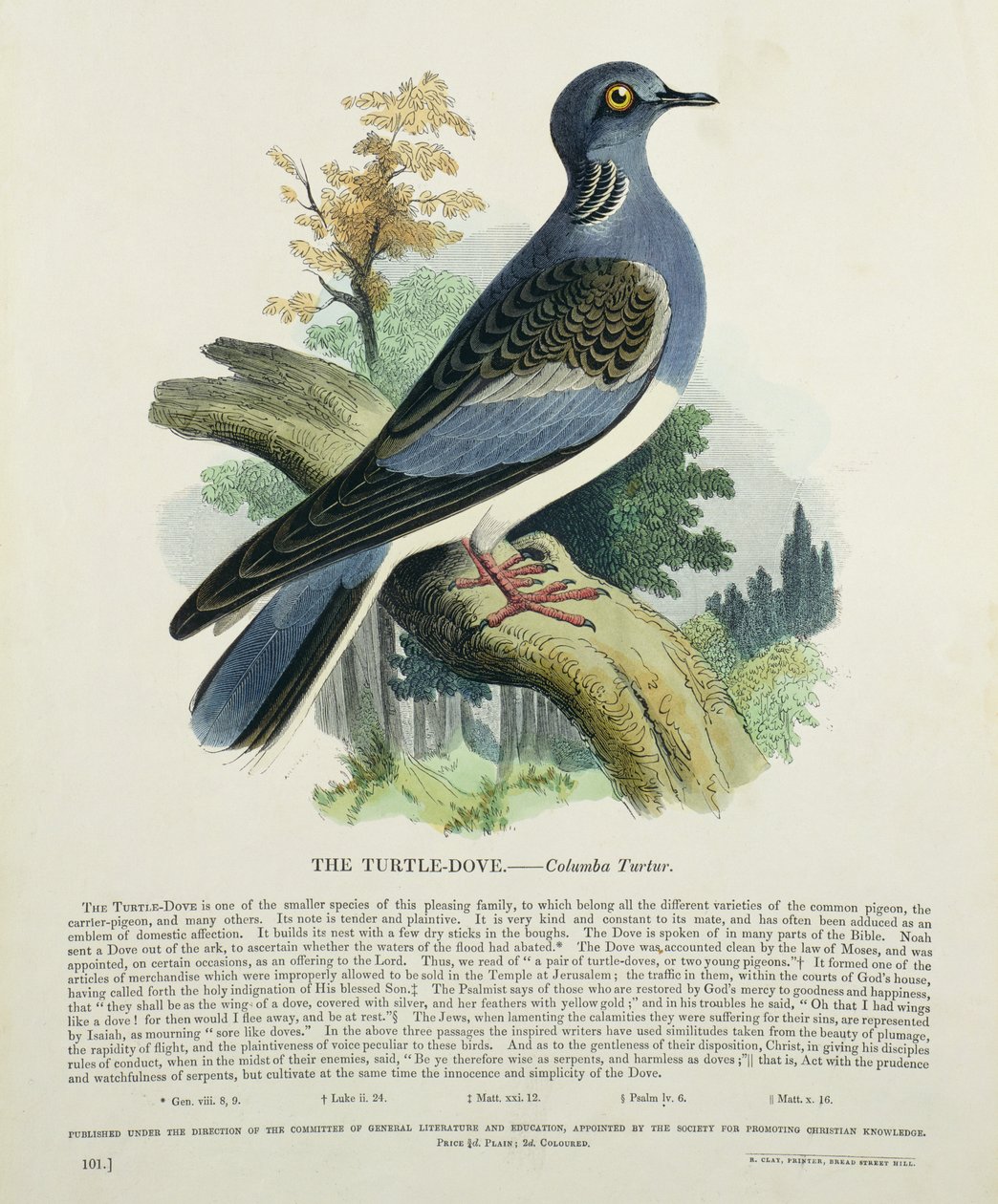 Turtle-Gamb (Columba Turur) alkotó: English School