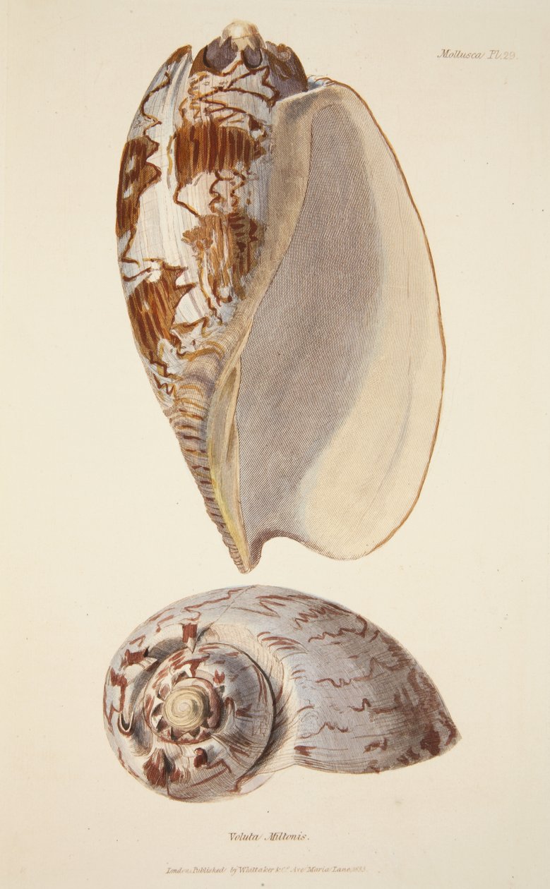 Voluta Miltonis, a The Mollusca and Radiata, pub. 1833 (kézzel színezett metszet) alkotó: English School