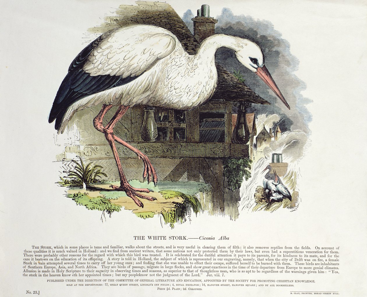 Fehér gólya (Ciconia Alba) alkotó: English School