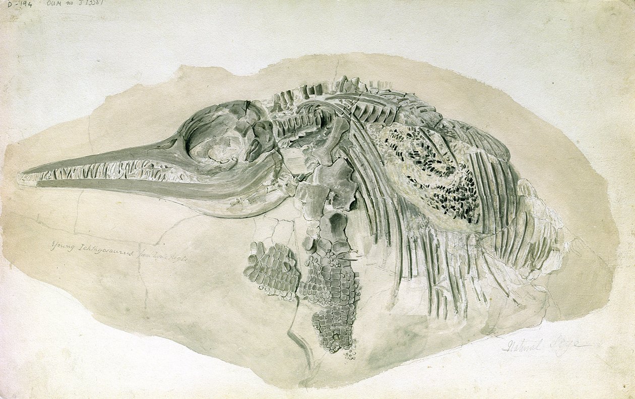 Fiatal Ichthyosaurus Lyme Regisből (wc papíron) alkotó: English School