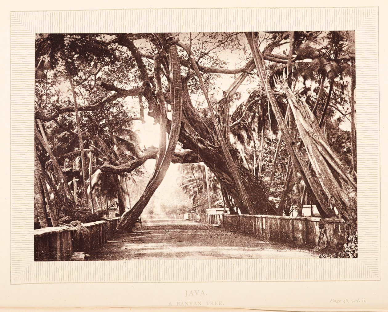 Banyan fa, Java alkotó: English Photographer