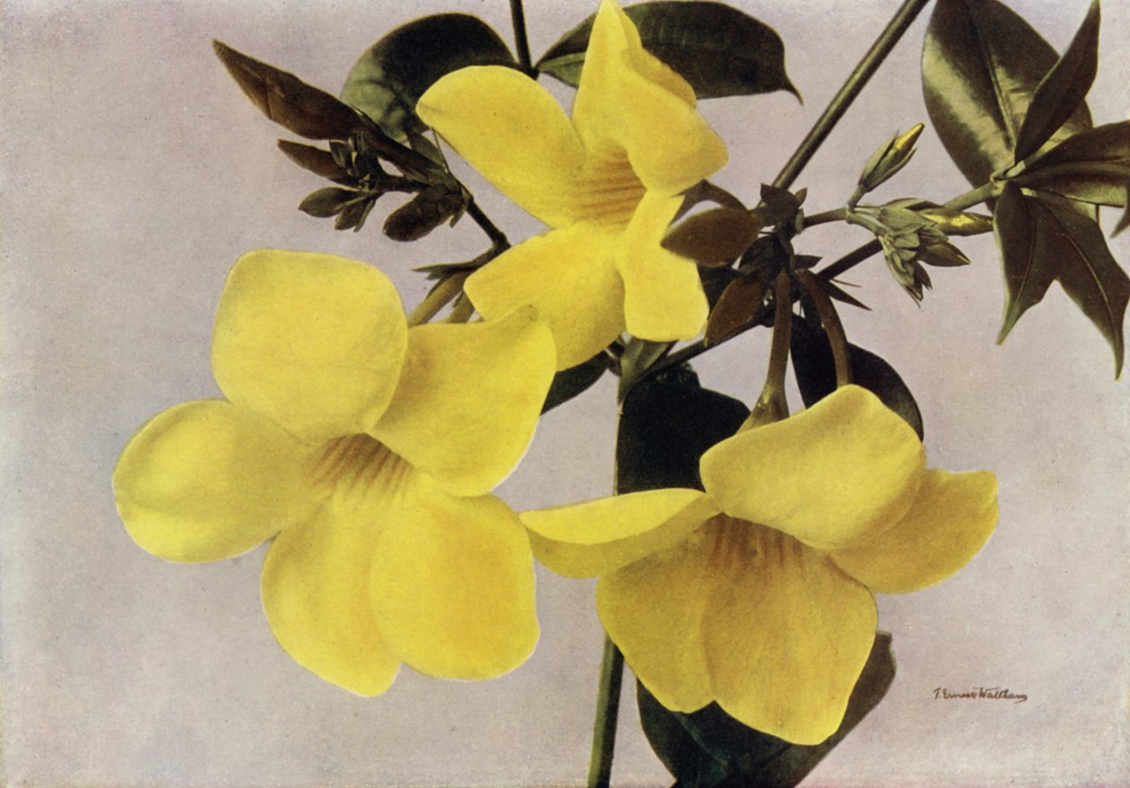 Allamanda Schottii Hendersonii (színes fénykép) alkotó: English Photographer