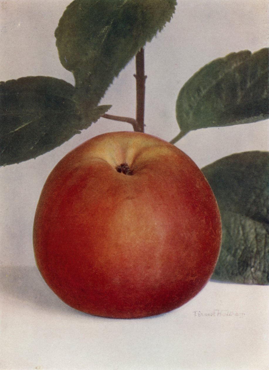 Alma, Baumann