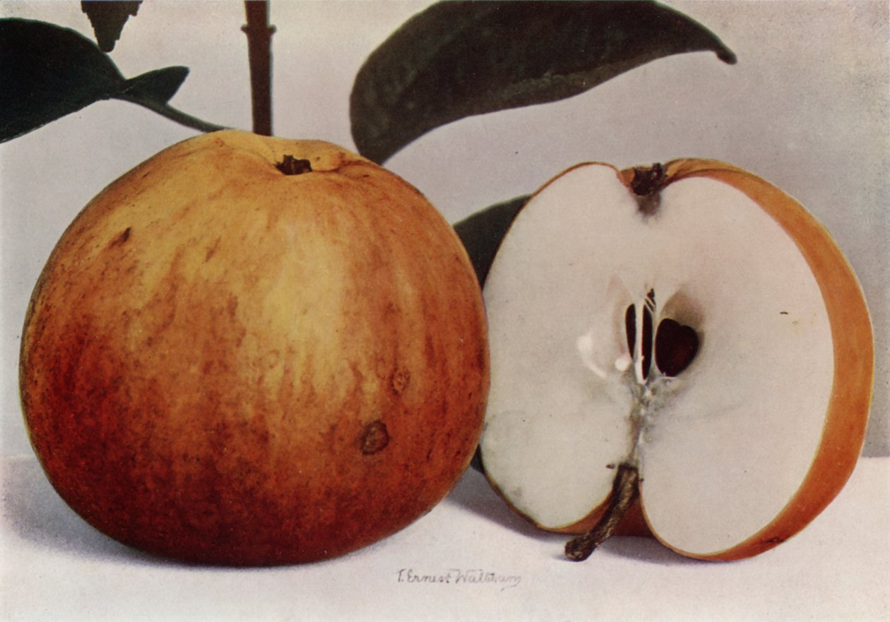 Apple, James Grieve (színes fénykép) alkotó: English Photographer