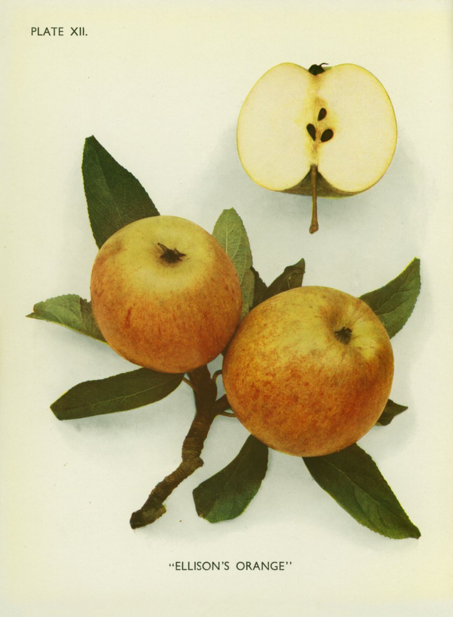 Anglia almái: Ellison