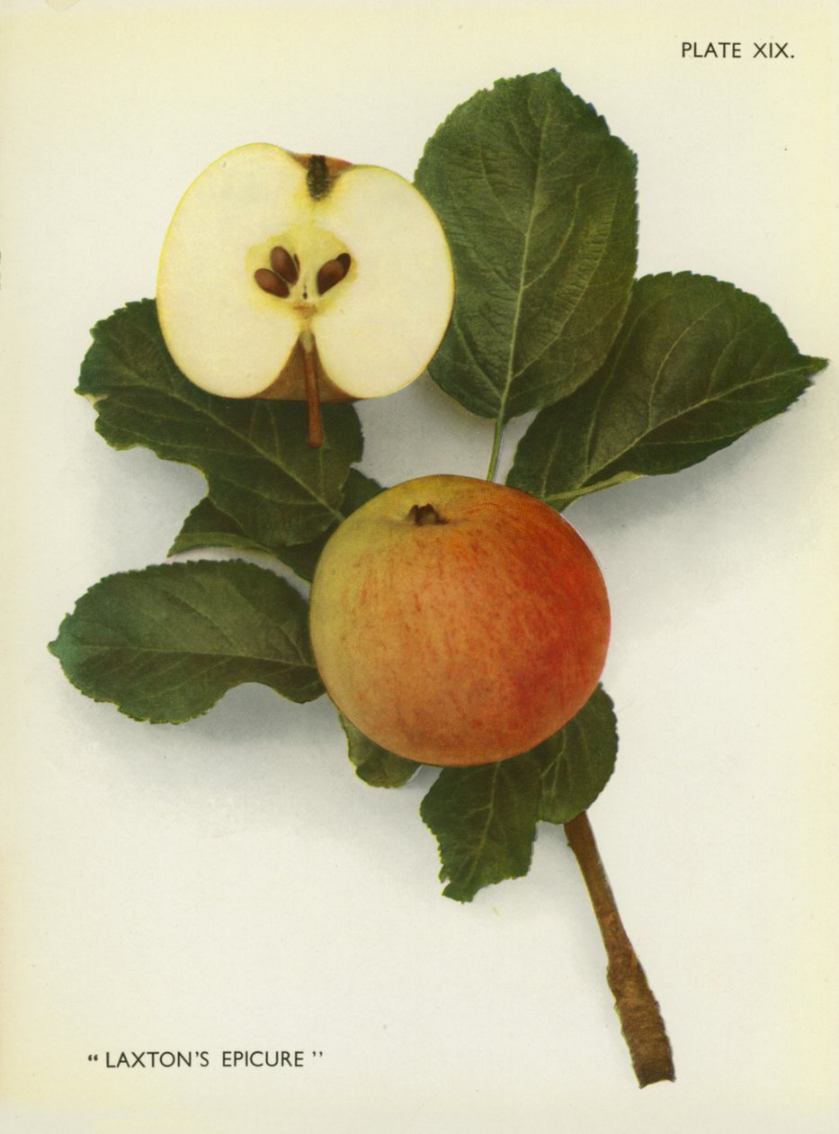 Anglia almái: Laxton