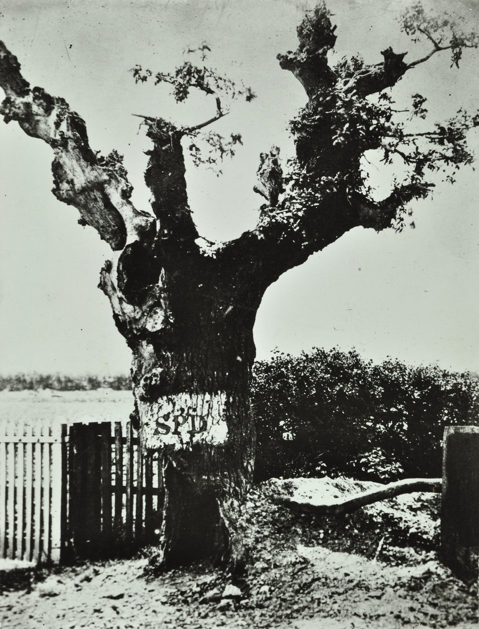 Brockley Lane: Old Oak, London, 1890 alkotó: English Photographer