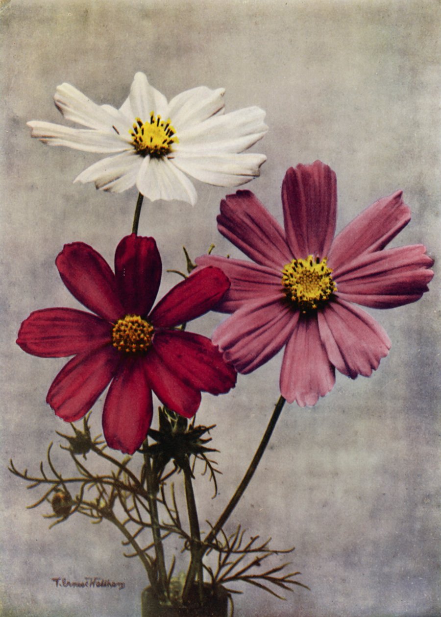 Cosmos Bipinnatus (színes fotó) alkotó: English Photographer