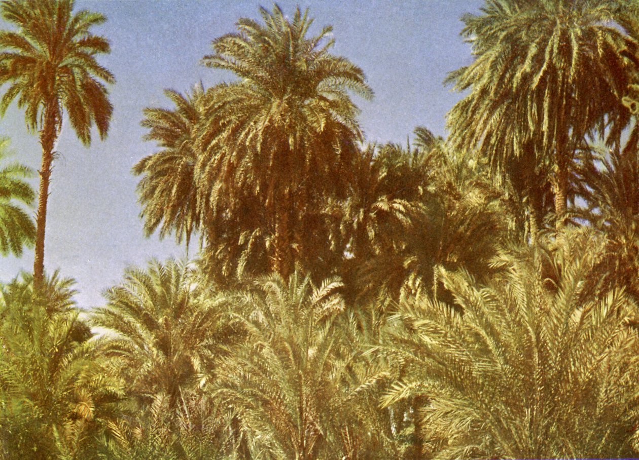Datolyapálmák az Elephantine-szigeten, Egyiptomban alkotó: English Photographer