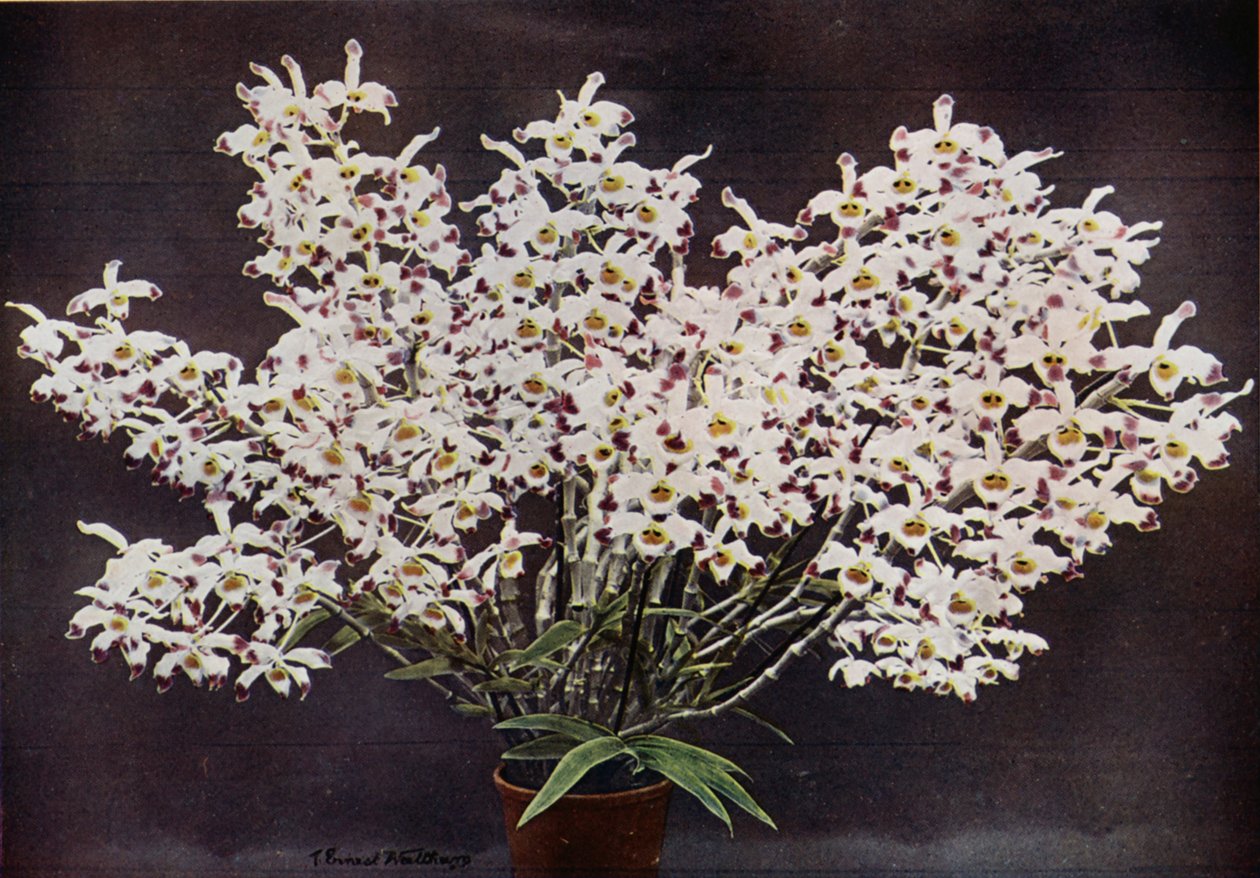 Dendrobium Wardianum (színes fotó) alkotó: English Photographer