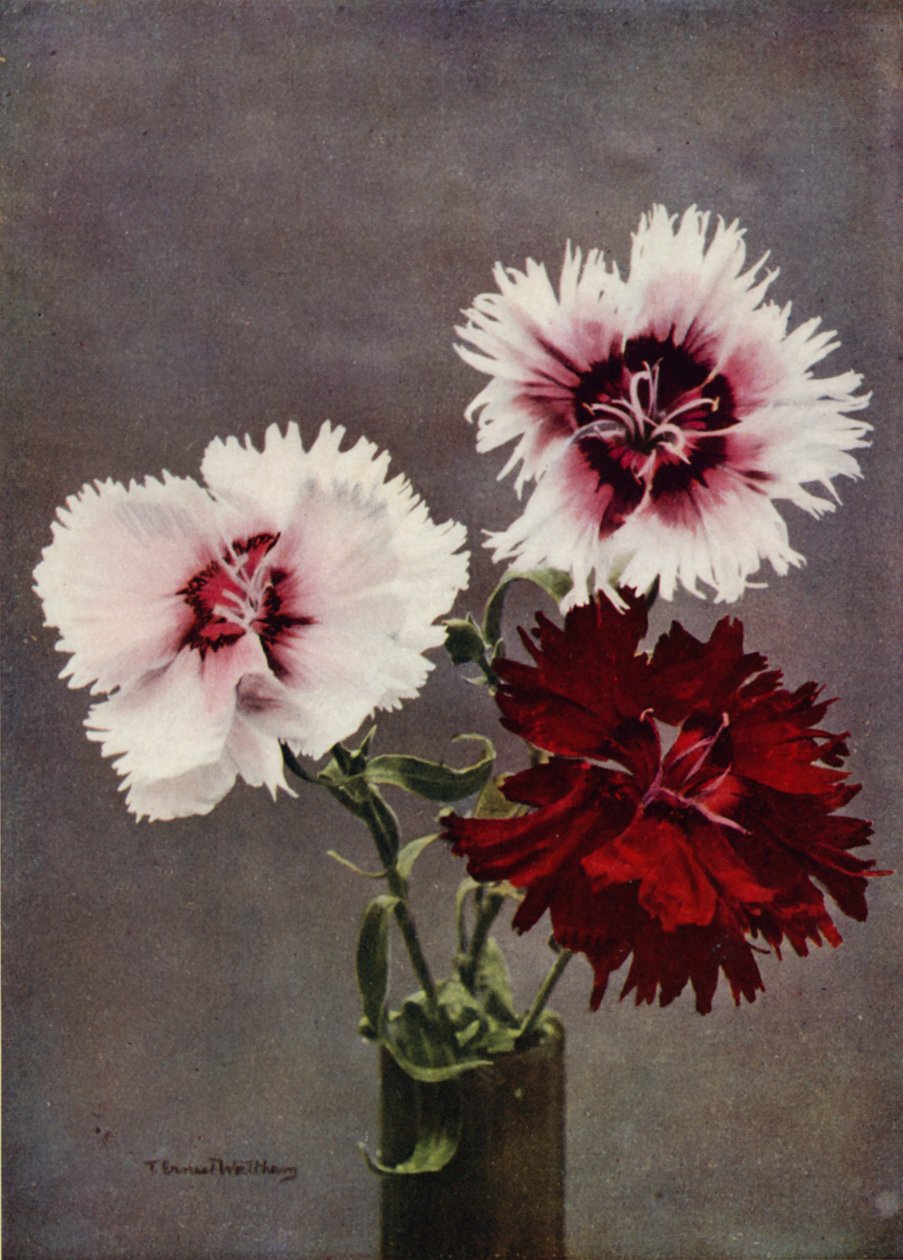 Dianthus Chinensis, var Heddewigii (színes fotó) alkotó: English Photographer
