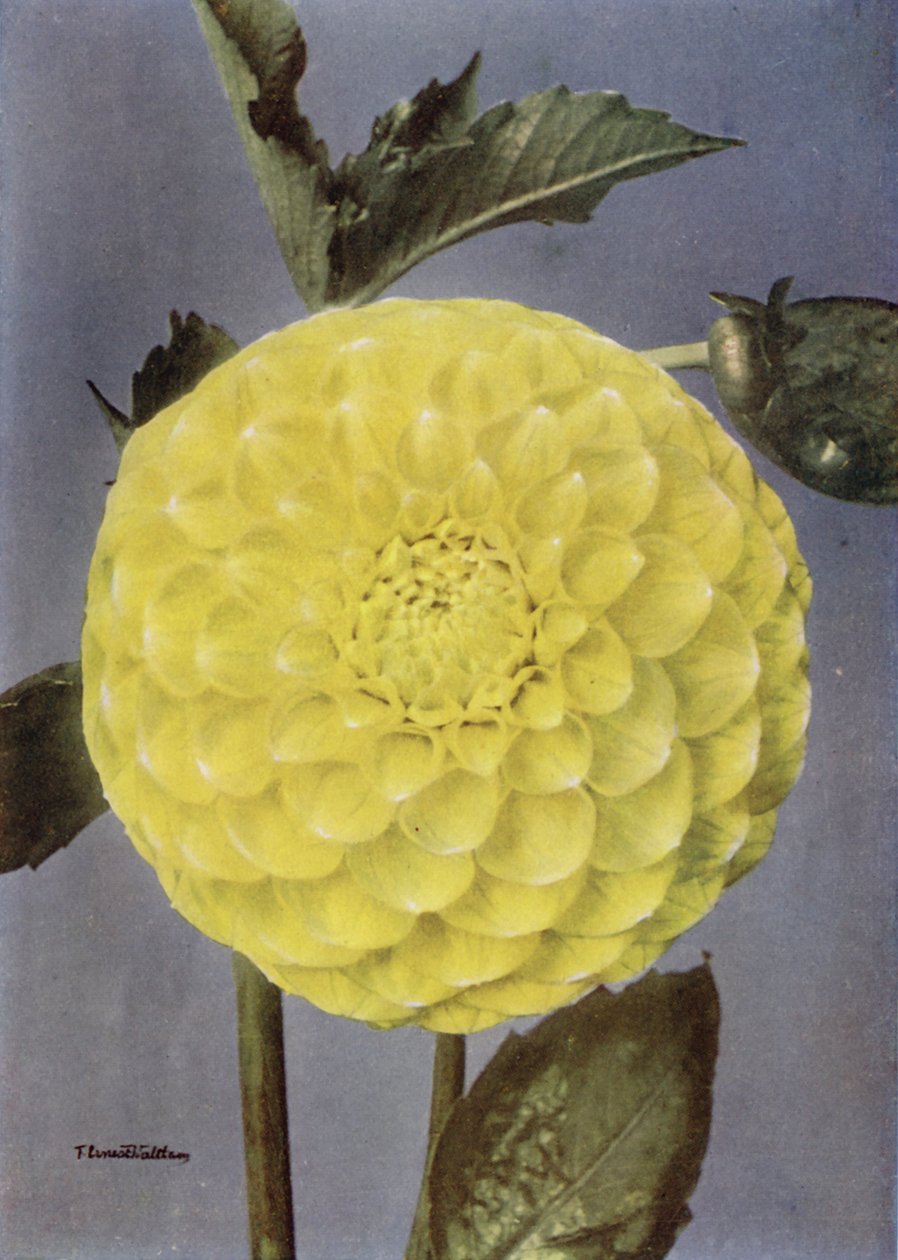 Fancy Dahlia, Mrs Saunders (színes fénykép) alkotó: English Photographer