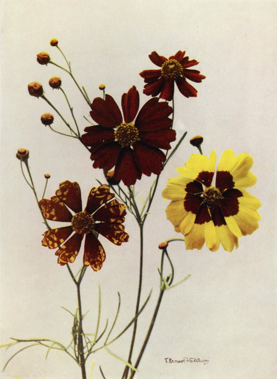 Coreopsis Drummondii és C Tinctoria kerti fajtái (színes fotó) alkotó: English Photographer