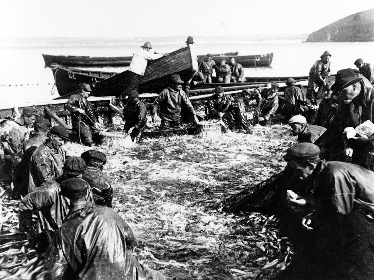Heringfogás, 1890 körül alkotó: English Photographer