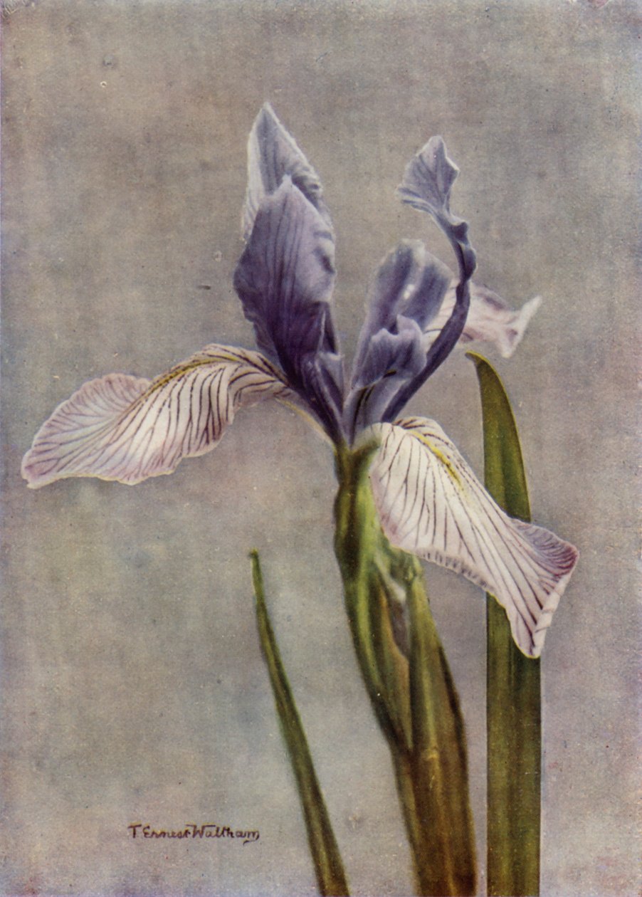 I Longipetala, A Fine Apogon Iris (színes fotó) alkotó: English Photographer