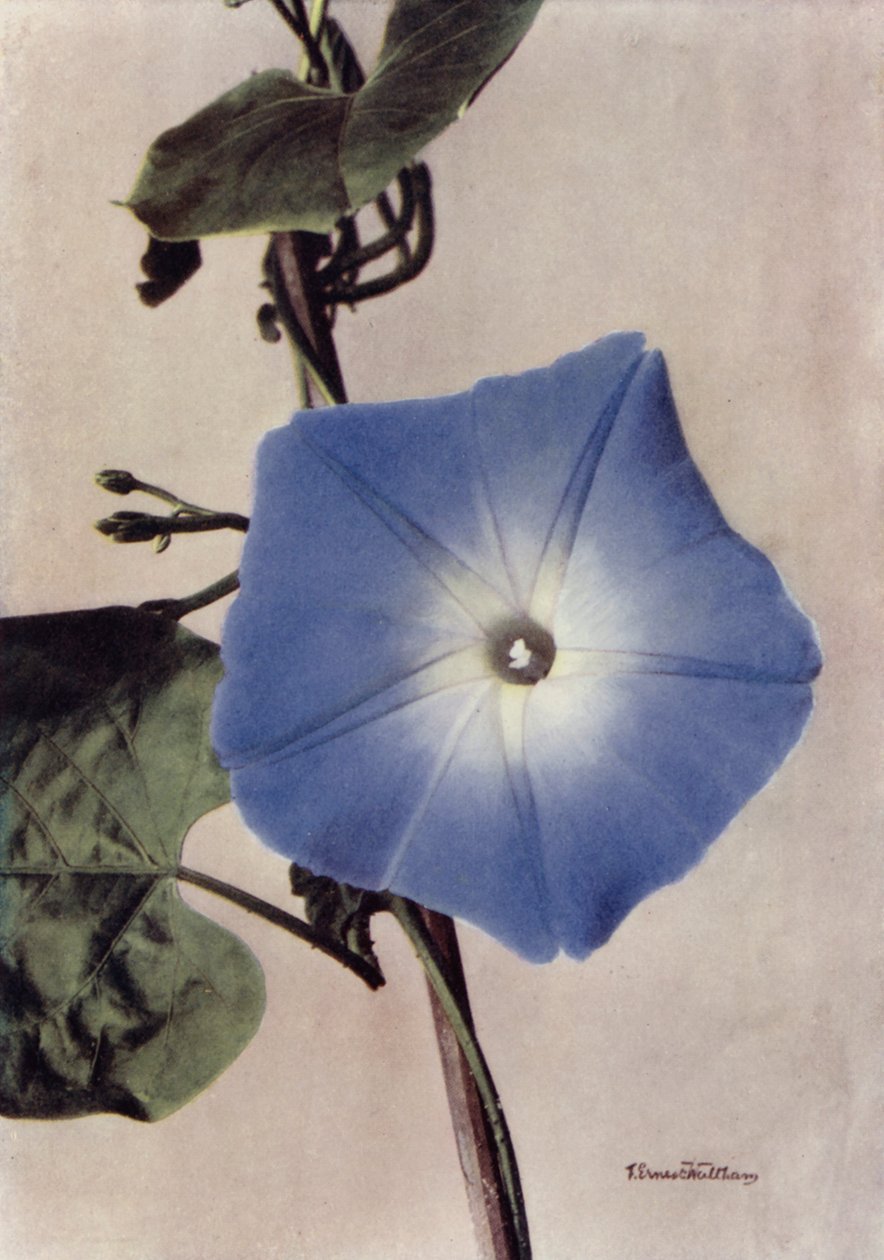  alkotó: English Photographer