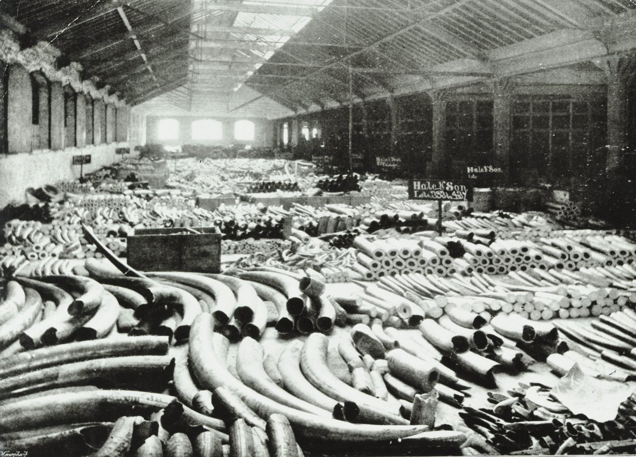 London Docks: elefántcsont raktár, 1895 alkotó: English Photographer