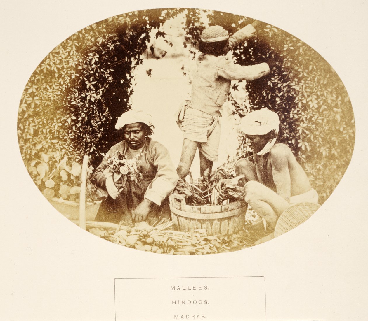 Mallees (kertészek), hinduk, madras, az India népe, J. Forbes Watsontól, 1868-ban (albumnyomat) alkotó: English Photographer