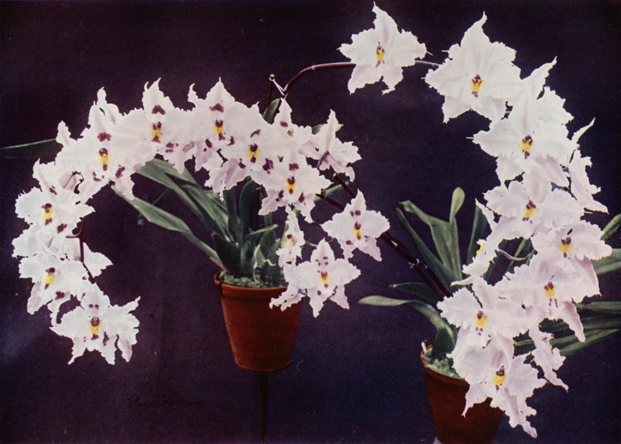 Odontoglossum Crispum (színes fénykép) alkotó: English Photographer