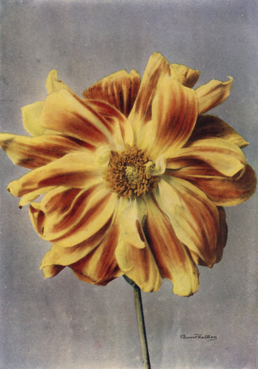 Paeony-virágos dália, A gésa (színes fotó) alkotó: English Photographer