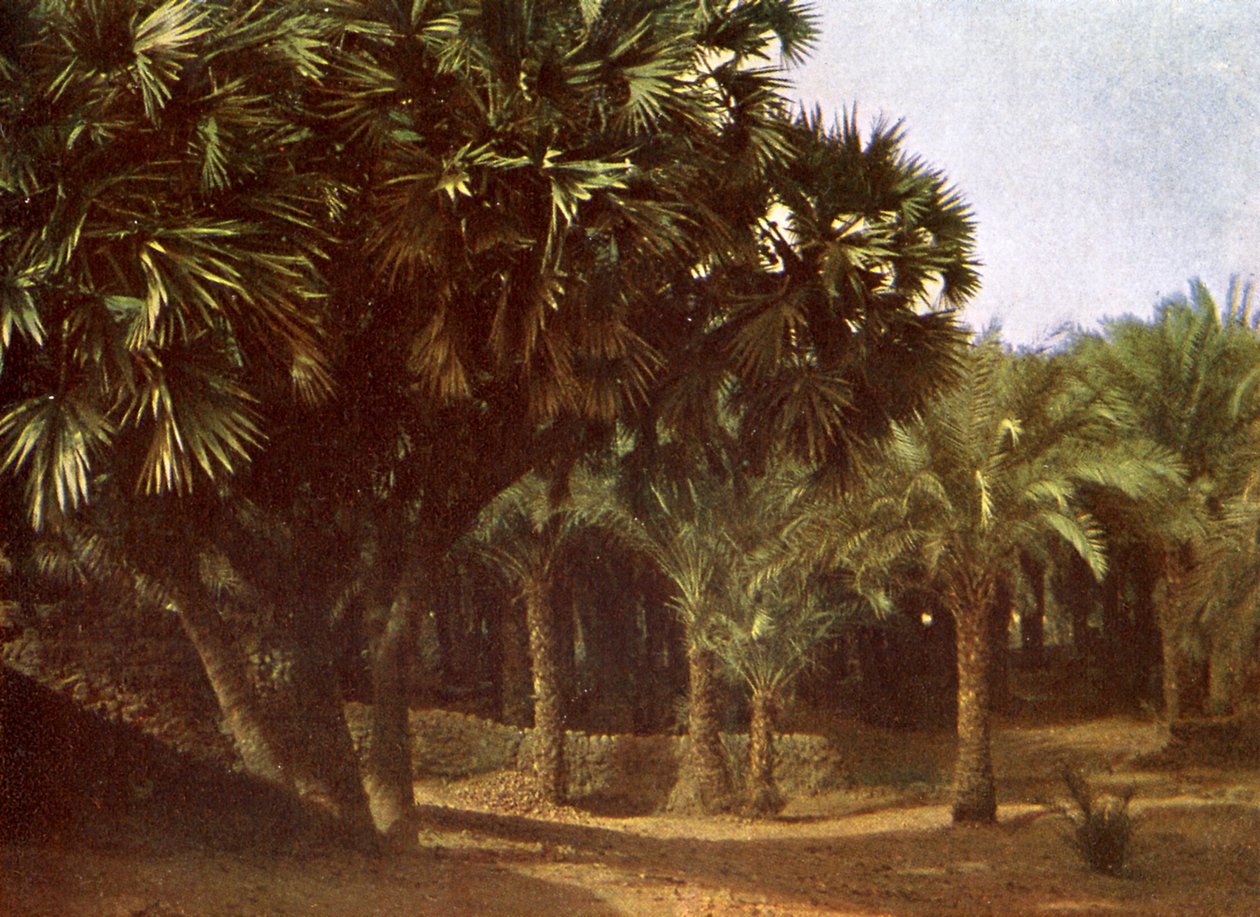Palm Grove Karnak közelében, Egyiptom alkotó: English Photographer