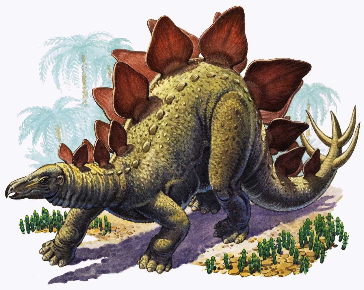 Stegosaurus (gouache, papír) alkotó: English Photographer