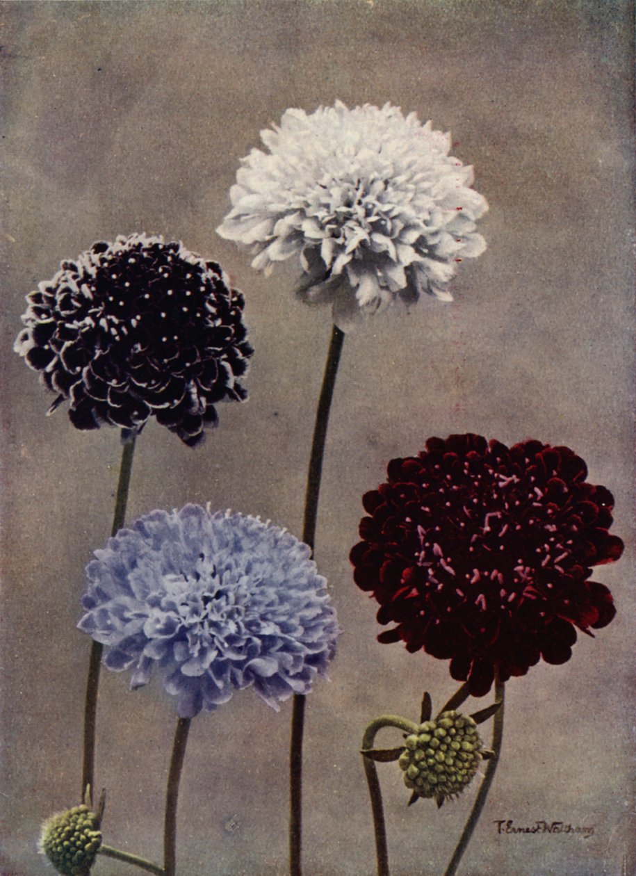 Édes Scabious (színes fotó) alkotó: English Photographer