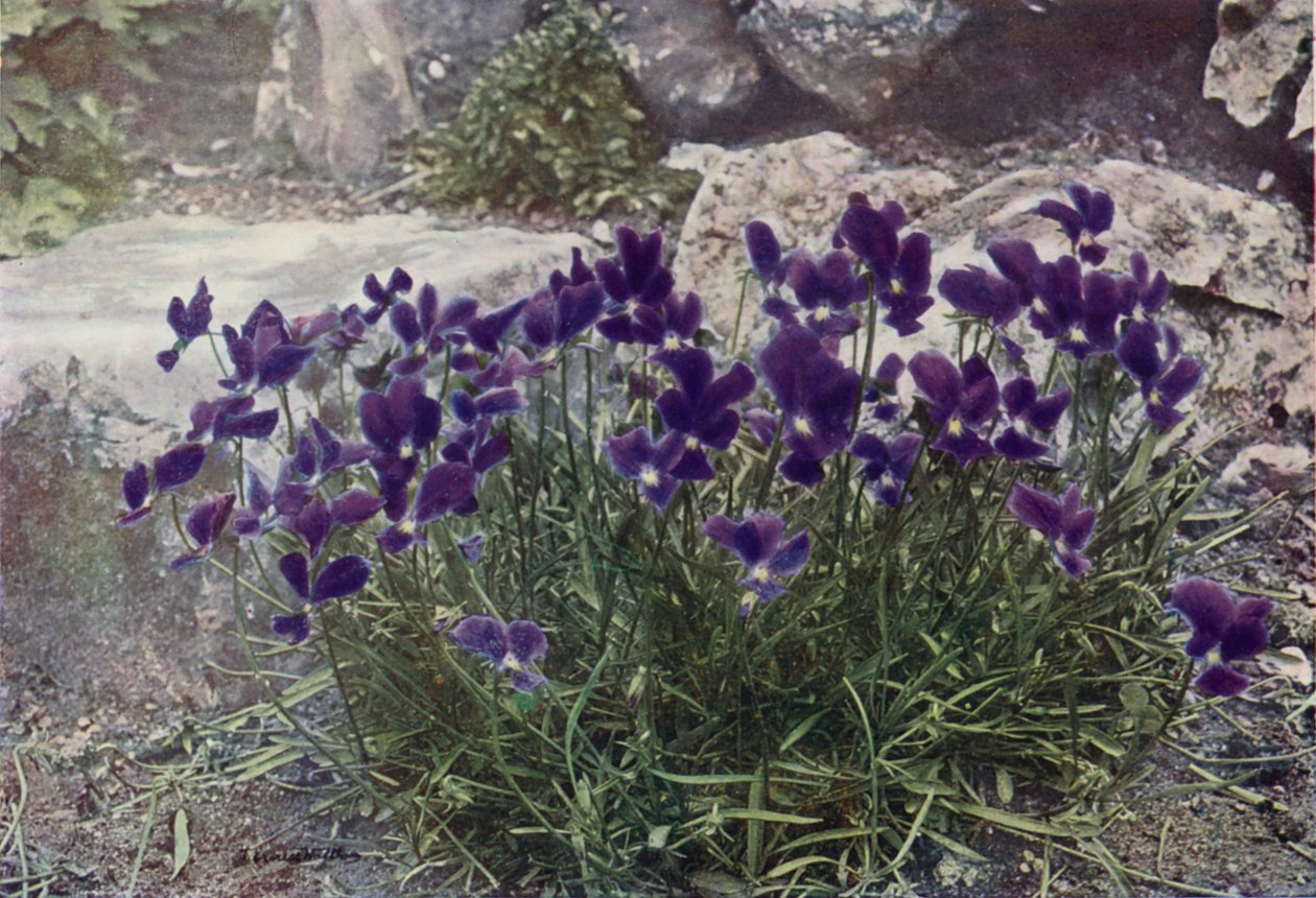 Viola Gracilis (színes fénykép) alkotó: English Photographer