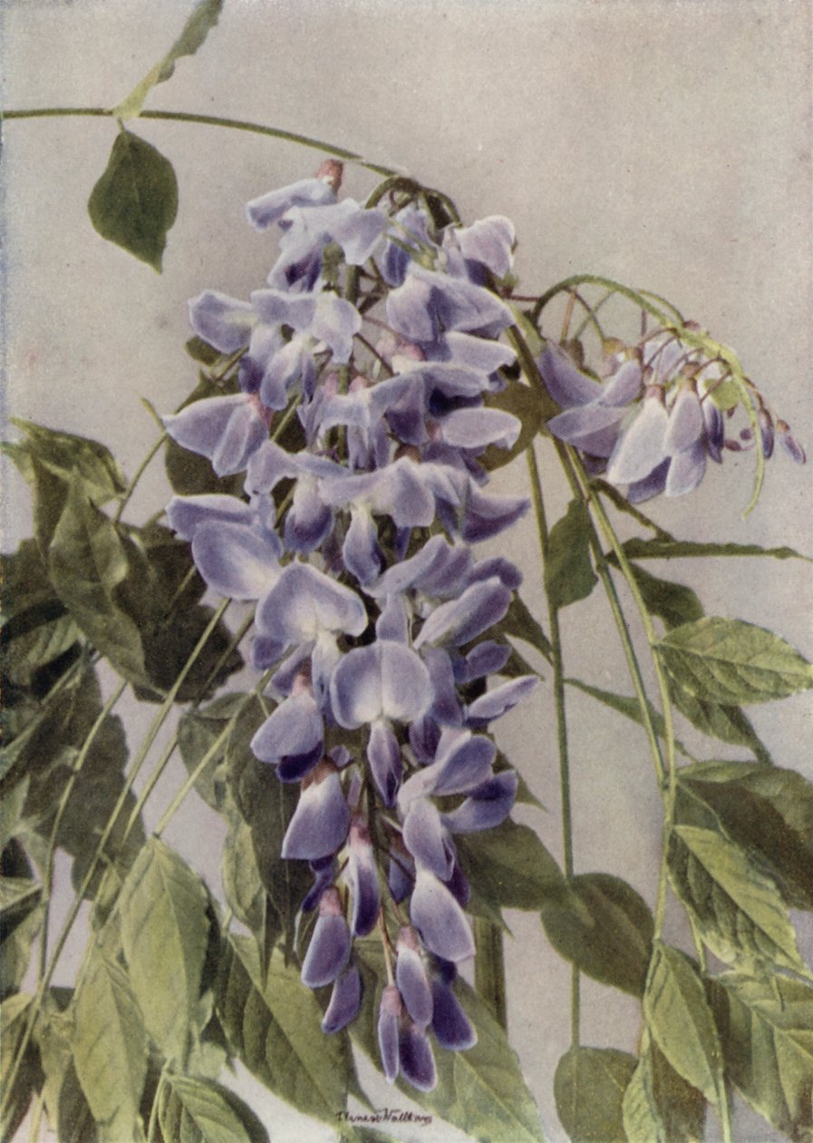 Wistaria Chinensis (színes fénykép) alkotó: English Photographer