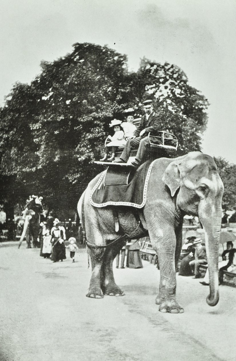 Zoological Gardens, Regents Park: elefántlovaglás, London, 1895 körül alkotó: English Photographer