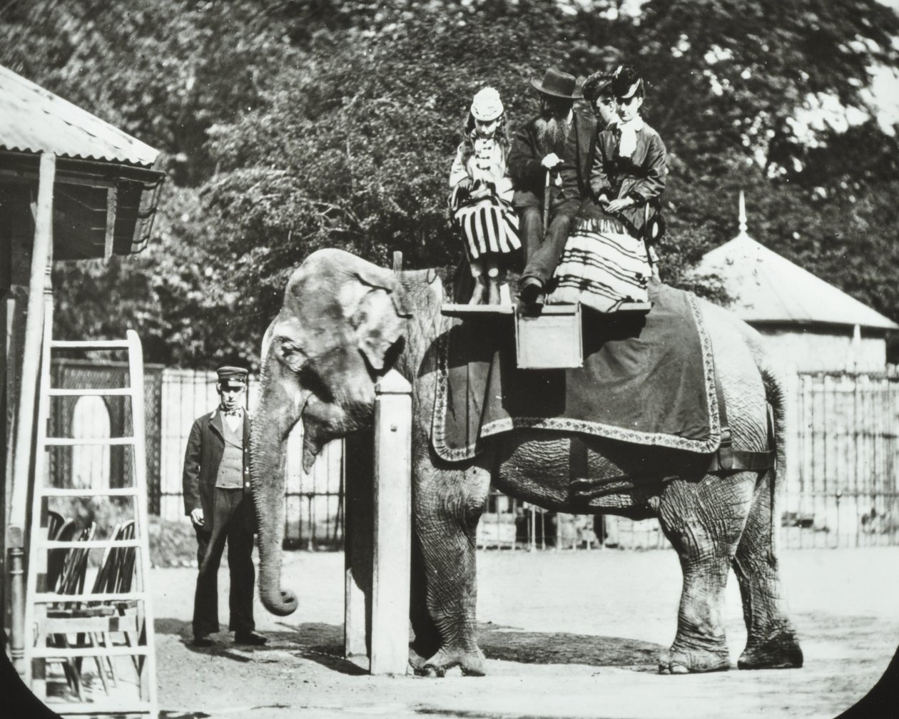 Állatkert, Regents Park: elefánt felnőttekkel és gyerekekkel lovagolni, Londoni Állatkert, 1894 alkotó: English Photographer