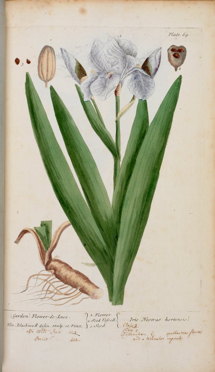 (Kert) Flower-de-Luce. Egy írisz, Elizabeth Blackwell 