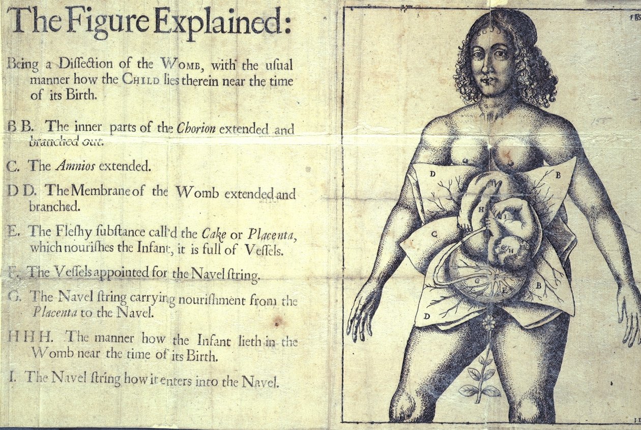 1177 b.19 "The Figure Explained", az anyaméh diagramja, "A szülésznők könyve vagy a szülésznői művészet teljes művészete felfedezett" című könyvéből, Jane Sharp, London alkotó: English School