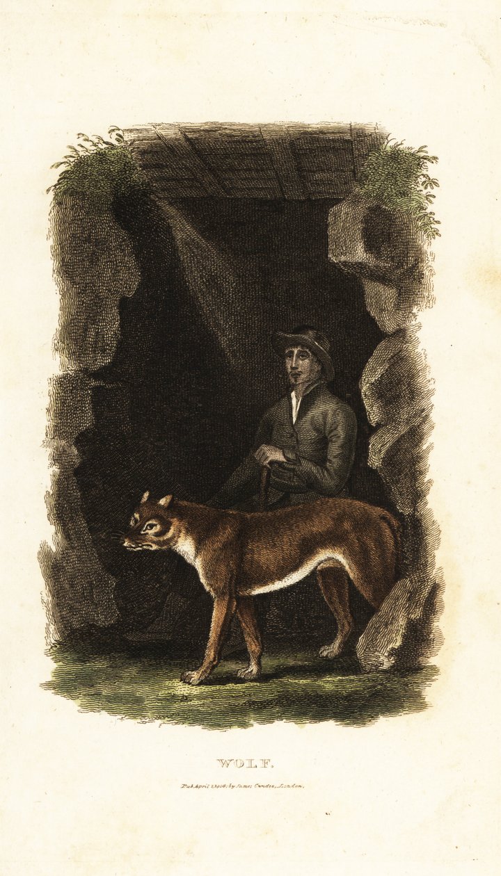 18. századi angol úriember és szelíd farkasa, Canis lupus egy barlang bejáratában alkotó: English School