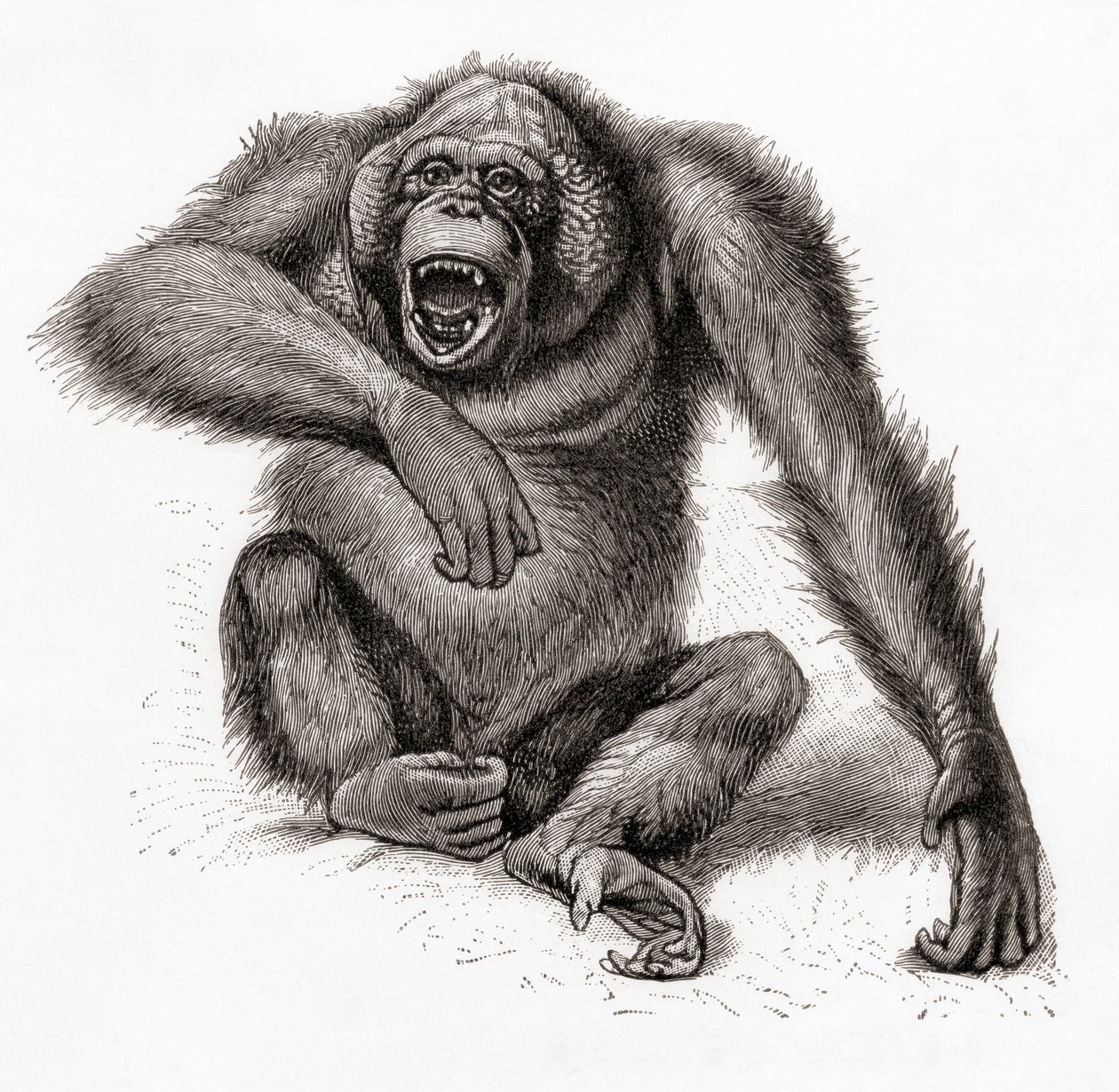 Borneói orangután, Pongo pygmaeus, más néven orangután, orangutang vagy orang-utang. A Meyers Lexikonból, kiadva 1924-ben (nyomtatásban). alkotó: English School